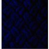 58 navy modra